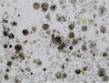 Visible mold spots