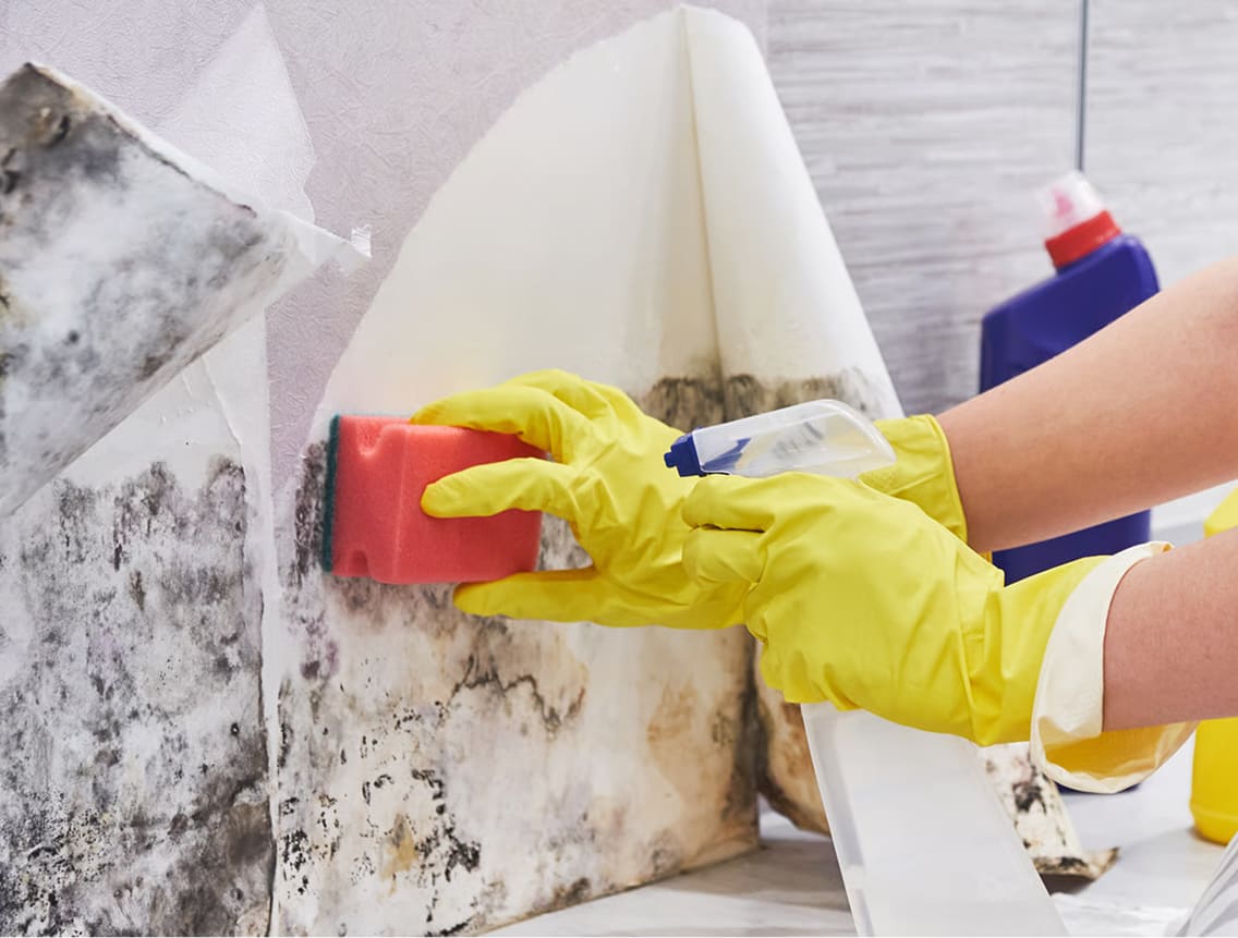 Mold remediation claims